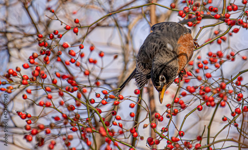 Robin bird and red berries