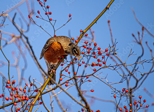 Robin bird with open beak trying to get the berries