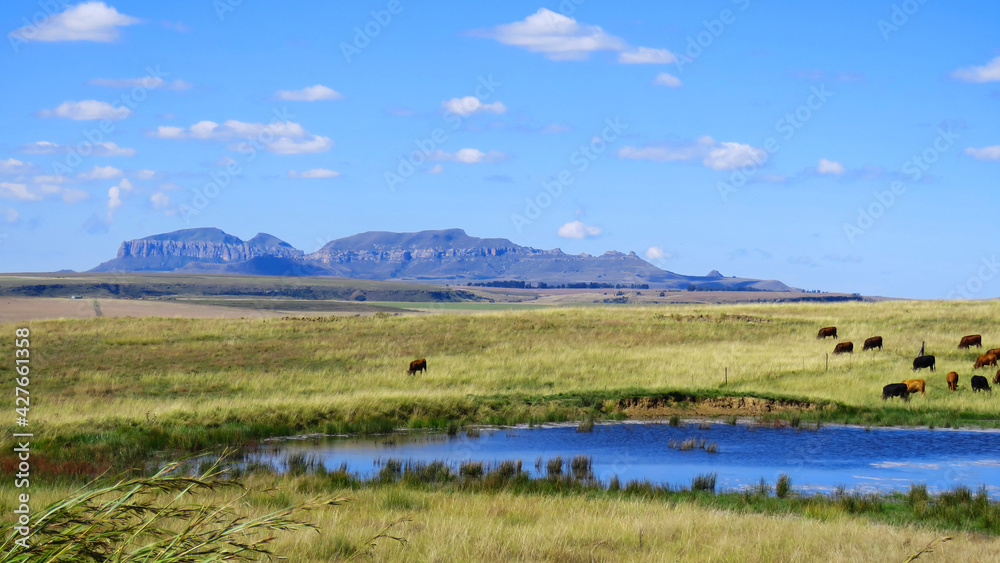 Pastoral scene near Sterkfontein Dam, Kwazulu Natal