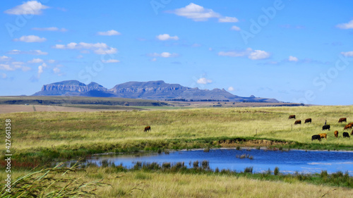 Pastoral scene near Sterkfontein Dam, Kwazulu Natal photo