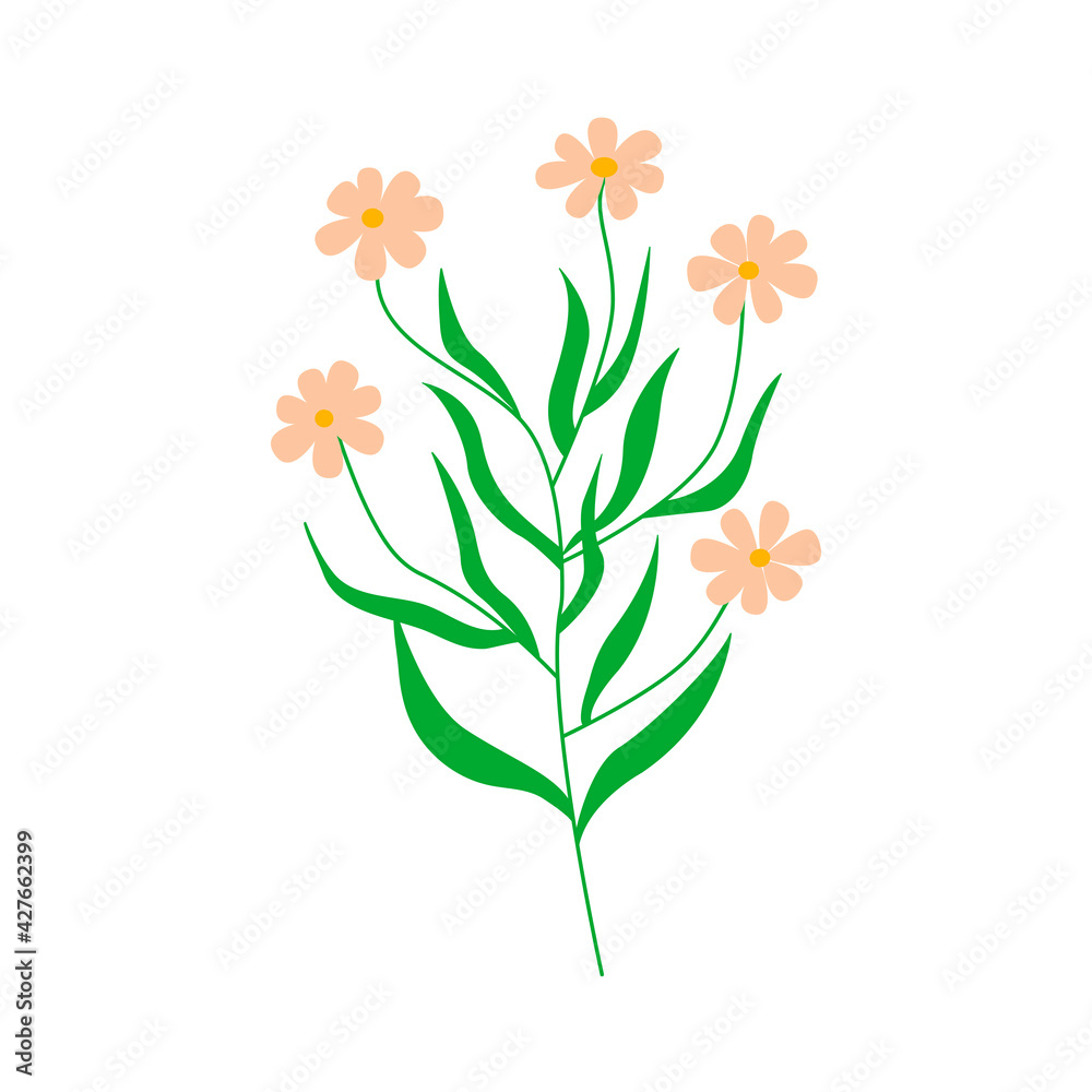 Chamomile flowers. Twig with several flowers daisy. Colorful hand drawn vector illustration