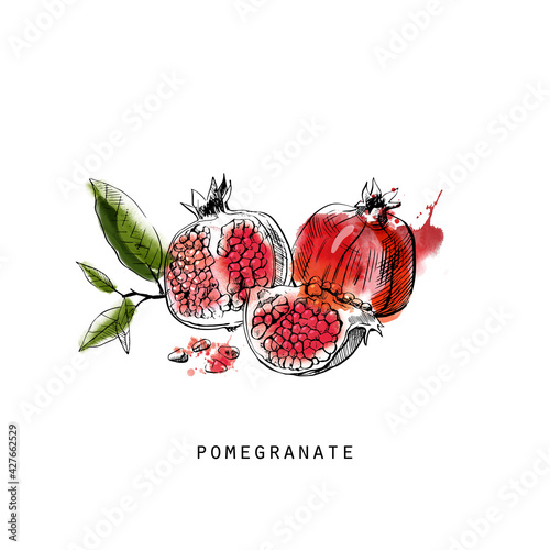 Watercolor vector illustration of pomegranate