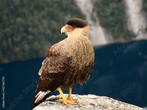 Close up de Carancho (Caracara plancus) sobre la montaña con el Lago Frey de fondo, Bariloche, Argentina photo