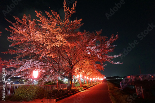 Night cherry blossom road illuminated by fantastic lights, Sanda City, Hyogo Prefecture, Japan