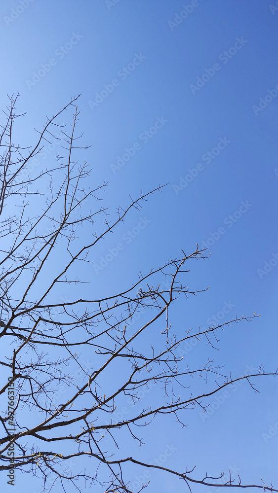 Obraz premium cold tree