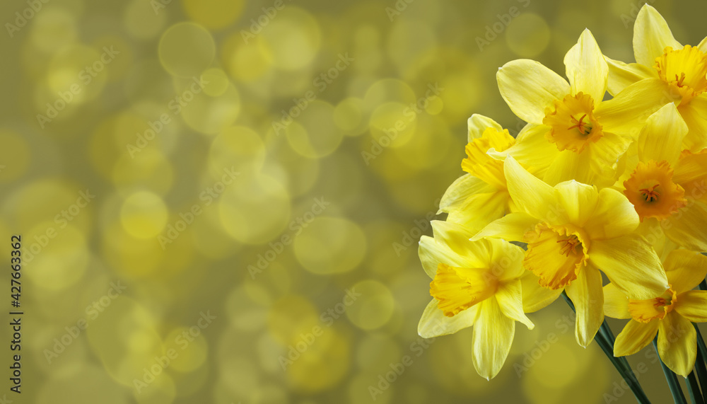 Fototapeta premium Bouquet of daffodils on dark yellow background with bokeh effect. Spring floral card with empty place on the left.