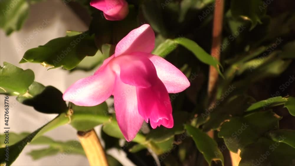 The Decembrist flower blooms and opens very quickly. Time-lapse video The Decembrist flower blooms and opens very quickly. Time-lapse video
