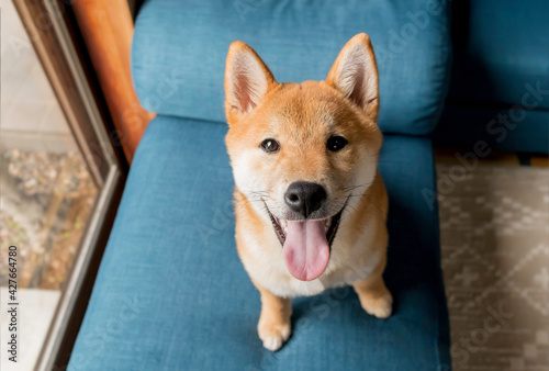 Close up happy smiling puppy Shiba inu dog looking up at the camera indoor at home.