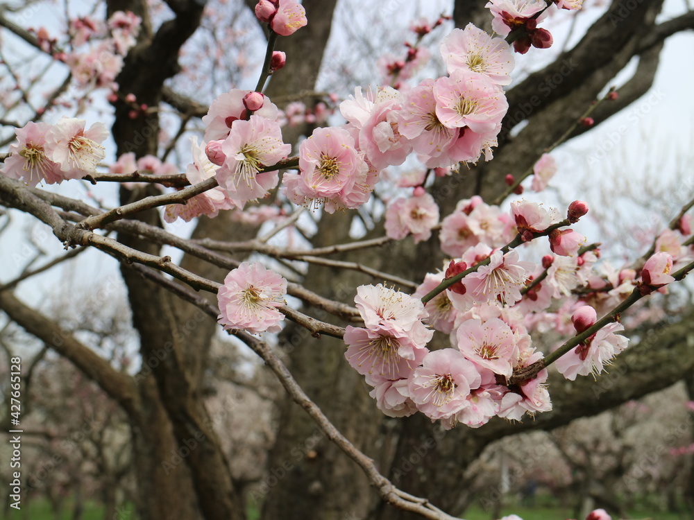 Obraz premium 梅の花(偕楽園)