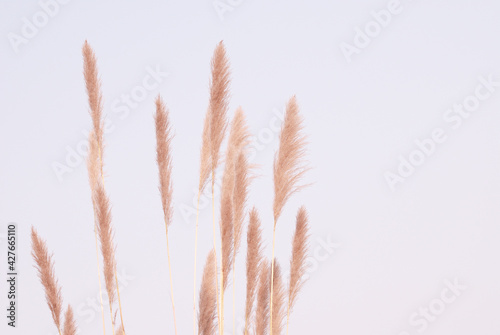 Soft gently wind grass flowers in aesthetic nature of early morning misty sky background. Quiet and calm image in minimal zen mood. Spring nature in pastel tone.
