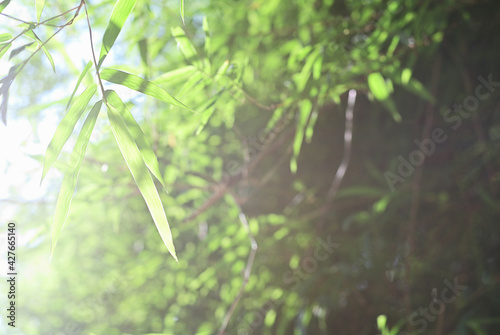 Bamboo leaves in fresh clear morning air. A serene in green nature atmosphere of beautiful bamboo forest. Blurred image in cool tone for background and wallpaper in simple and calm of a zen mood.