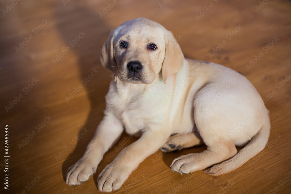 cute labrador puppy sitting on brown background cute labrador puppy sitting on brown background