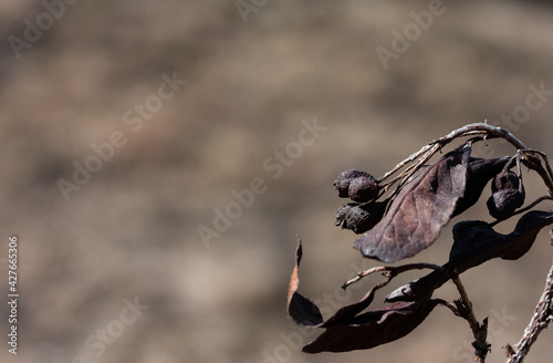 Brown dry berries and leaves of an ornamental shrub
