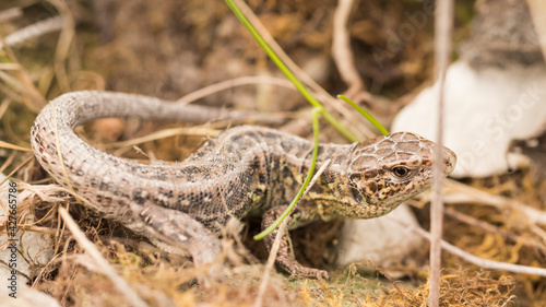 lizard on the ground