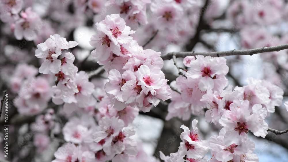 Kanzakura cherry tree in blossom against blue sky Kanzakura cherry tree in blossom against blue sky