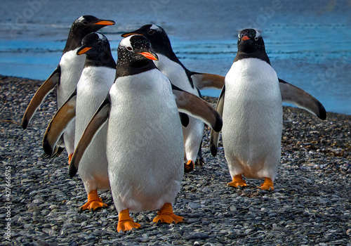 Gentoo penguin colony on Martillo Island, Ushuaia.
