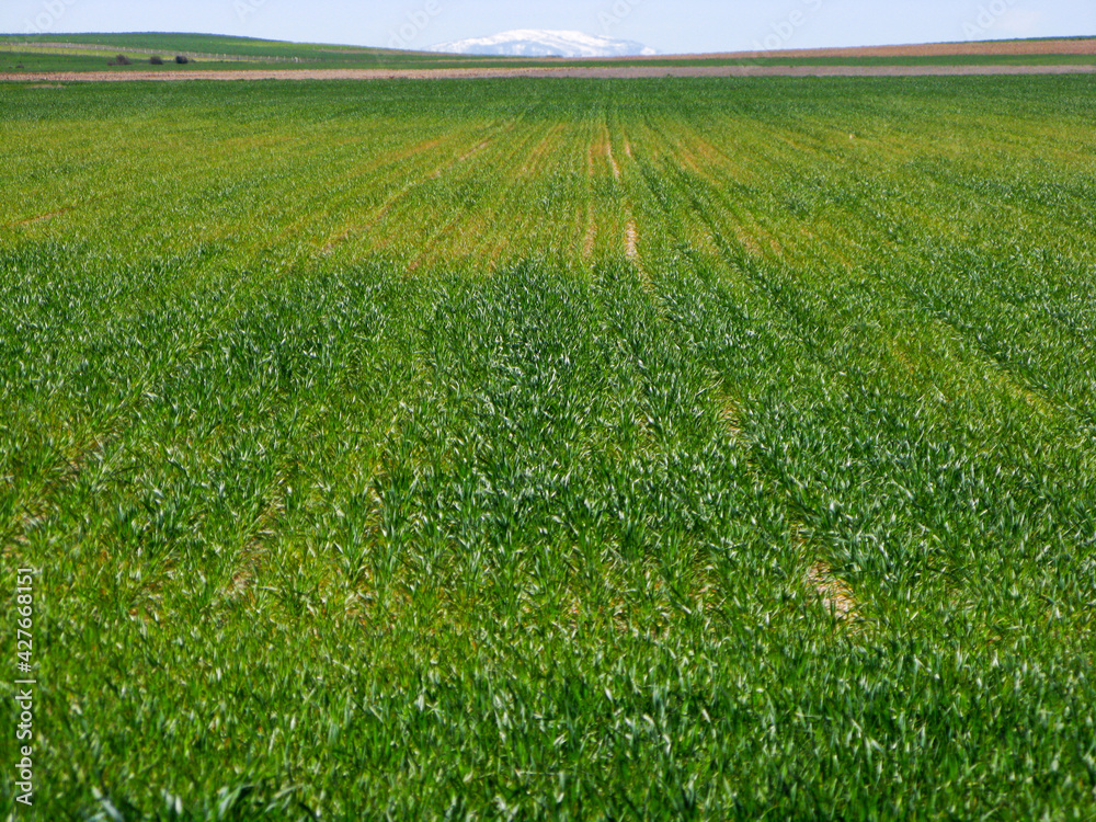 CULTIVOS DE SECANO VERDES EN PRIMAVERA CULTIVOS DE SECANO VERDES EN PRIMAVERA