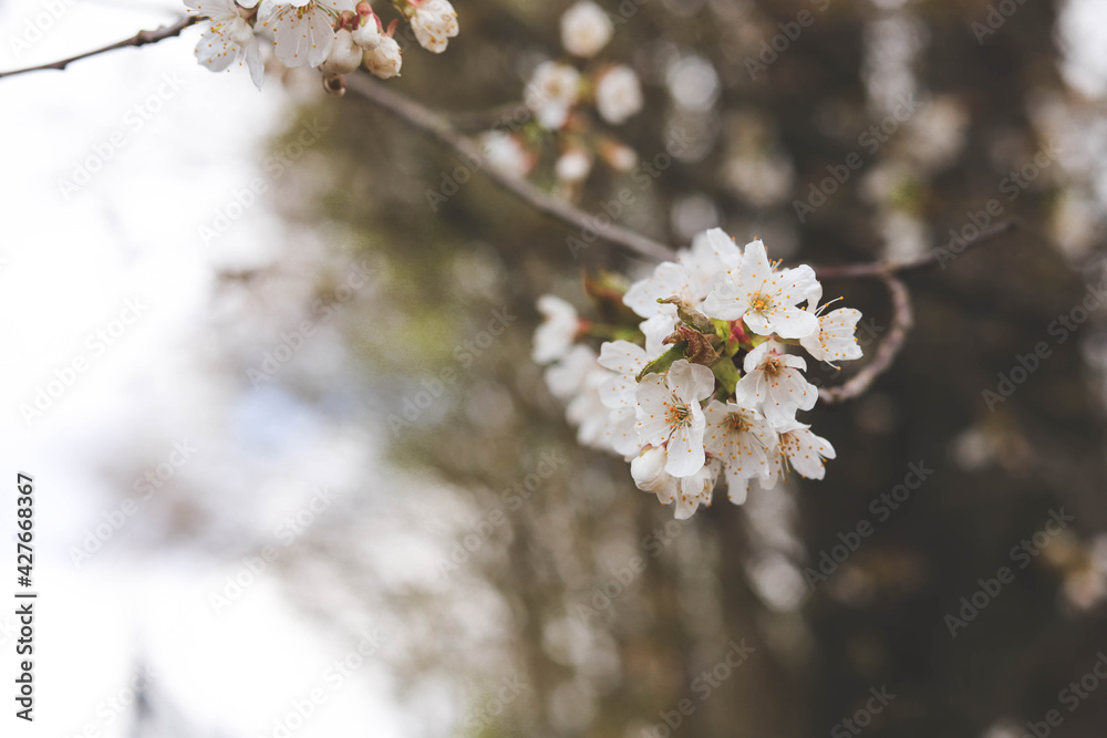 Blooming tree branch in the garden in spring. Place for your text Blooming tree branch in the garden in spring. Place for your text