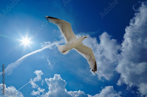 Seagull flying on a cloudy blue sky. seagull under bright brilliant sunbeam