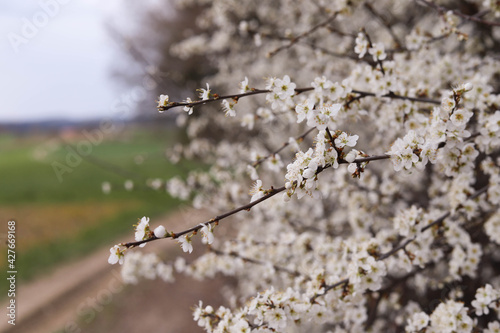 Blooming trees in the garden in spring. Background of the fields. Place for your text