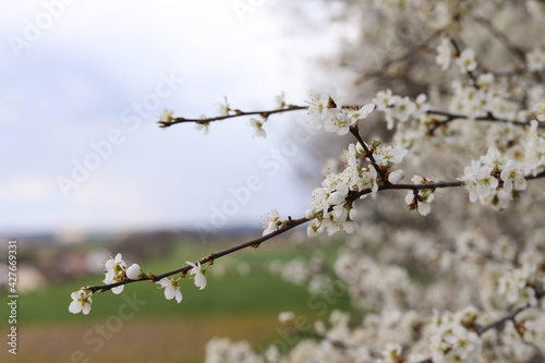 Blooming trees in the garden in spring. Background of the fields. Place for your text