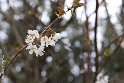 Blooming tree branch in the garden in spring. Place for your text