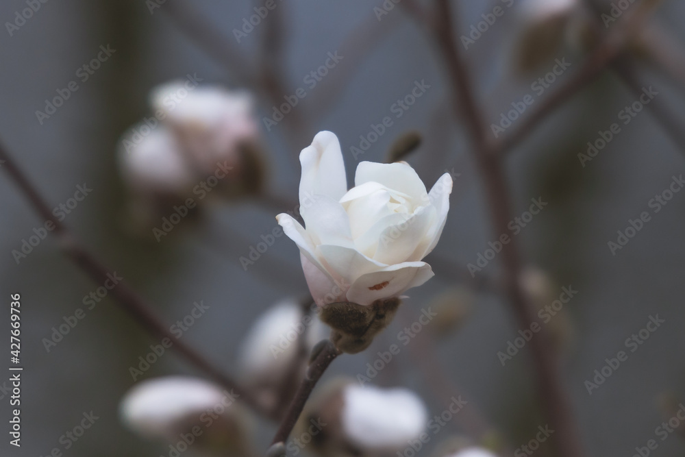 Beautiful white magnolias begin to bloom in spring Beautiful white magnolias begin to bloom in spring