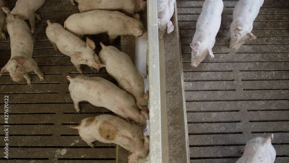 Pigs on a farm slow motion shot Pigs on a farm slow motion shot