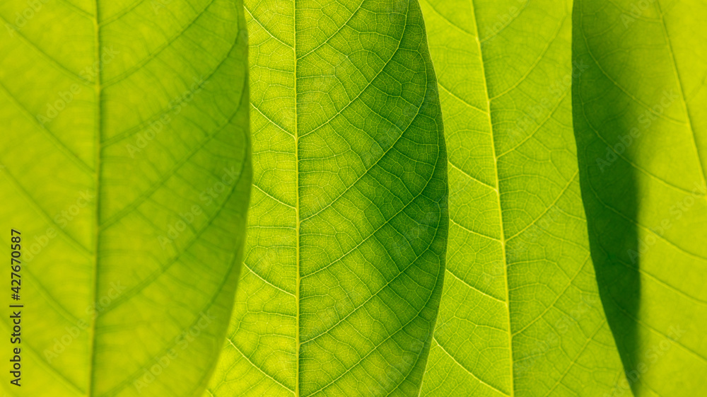 Close up of green leaf as background. Close up of green leaf as background.