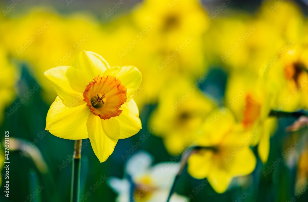 Daffodils 