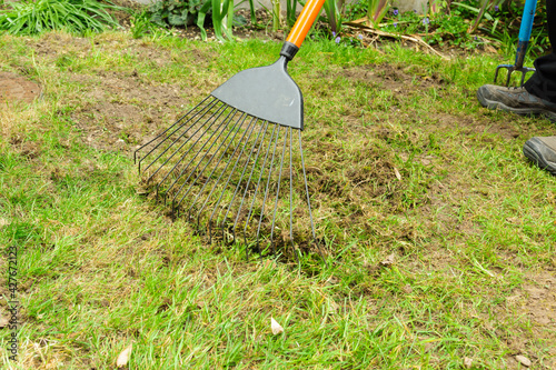 Fototapeta Scarifying or raking a lawn with a grass rake to remove dead thatch weeds and mo