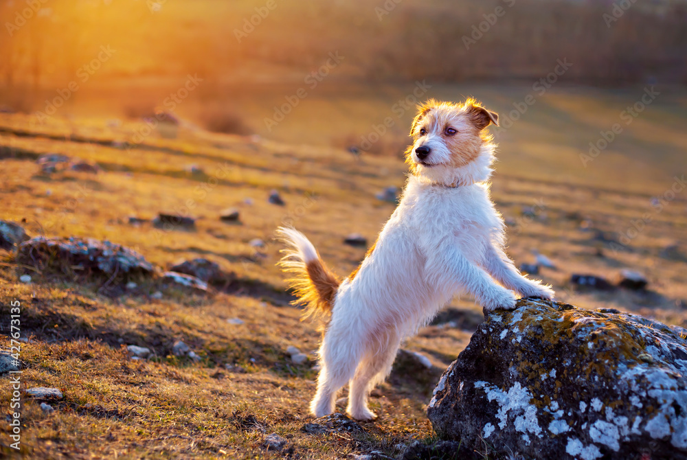Happy puppy standing on a stone. Pet dog in sunset, sunrise or summer walking concept.