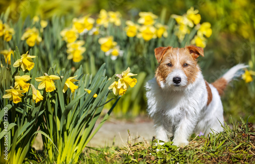 Happy small cute pet dog puppy smiling in the grass with yellow daffodil flowers. Summer, spring concept.