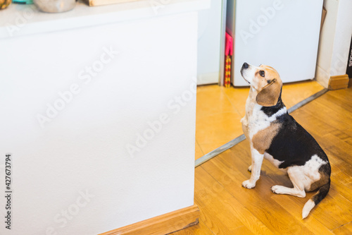Dog waiting for food in the kitchen photo
