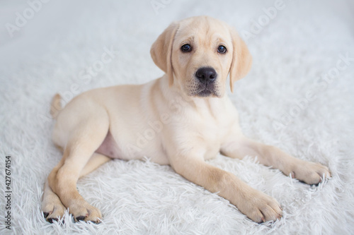 cute labrador puppy on white background