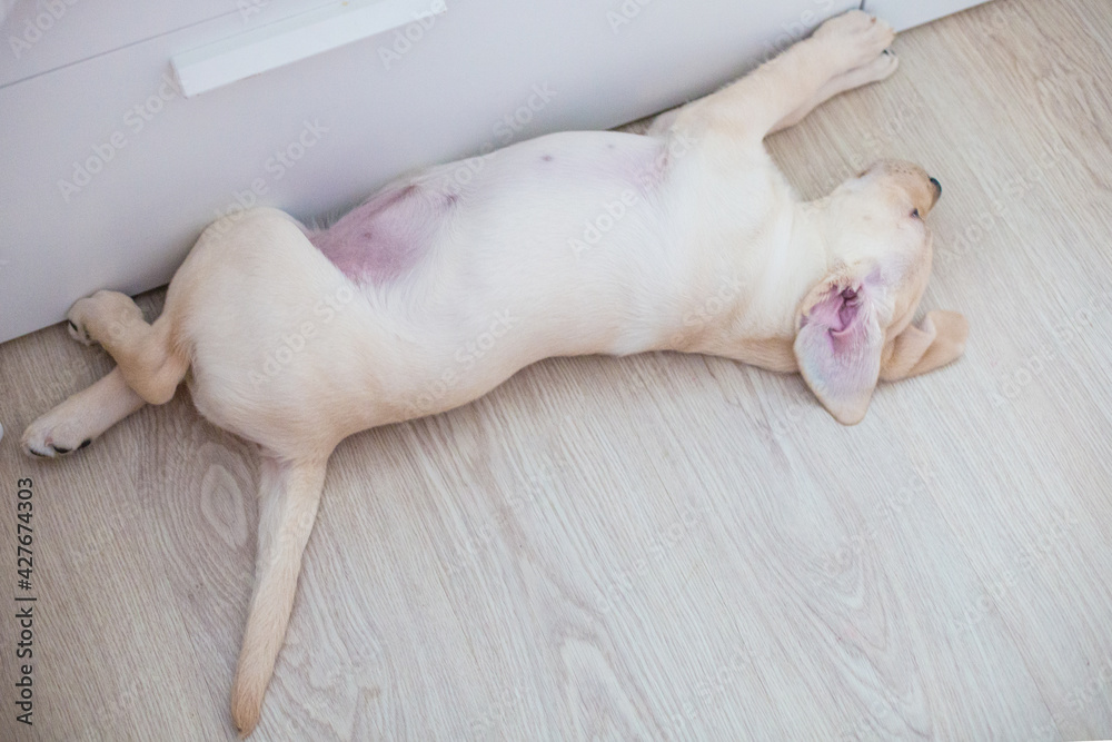 cute labrador puppy on white background