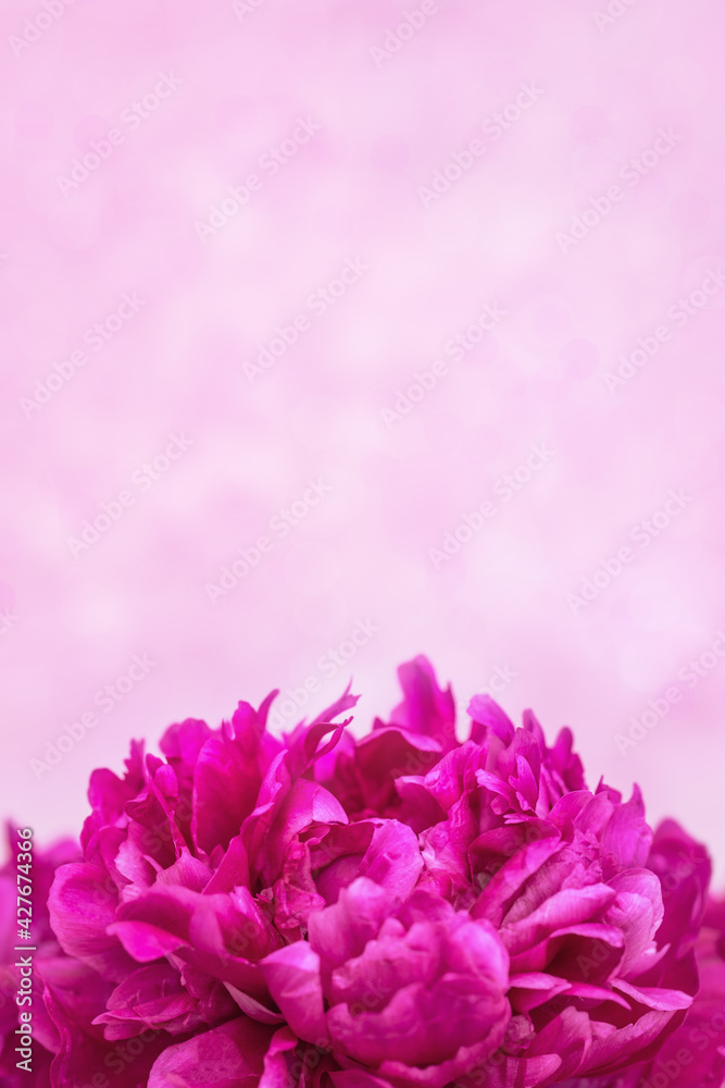 Beautiful floral nature background from red purple peony. Tender flower petals close up. Natural flowery backdrop