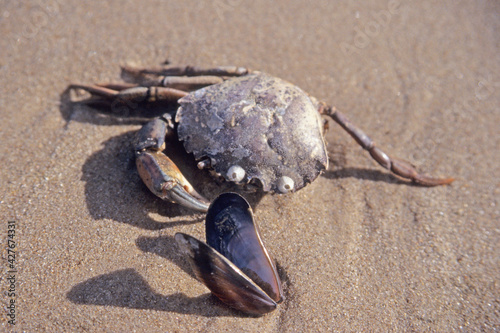 Open mussel shell and dead sea crab together on seashore sand