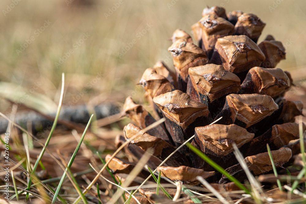 pine cone in grass pine cone in grass