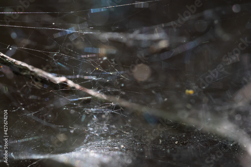 Spider web on the natural background.