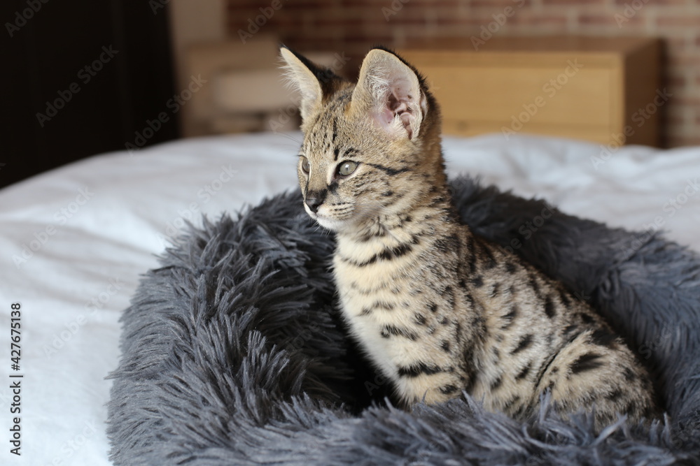 Serval kitten in domestic environment Serval kitten in domestic environment