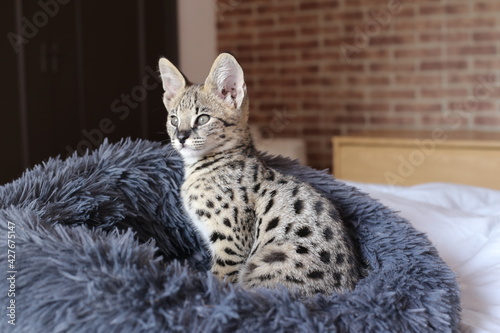 Canvas Print F1 Savannah cat with beautiful markings