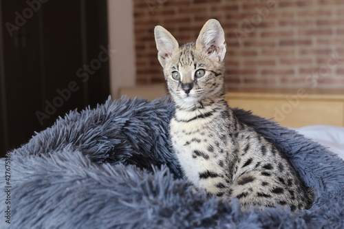 Schilderij op canvas F1 Savannah cat with beautiful markings