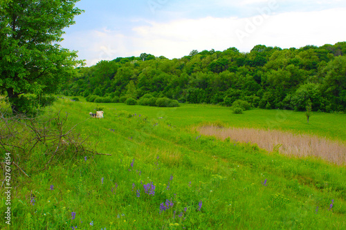 meadow and blue sky