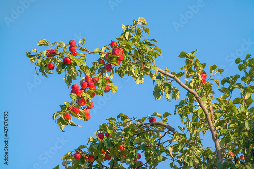 Red apples on the branches in the garden against the blue sky