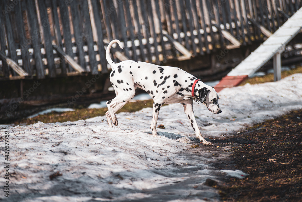 Dalmatian dog walking on remaining snow in spring