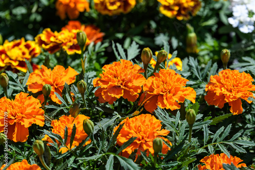 Large group of orange tagetes or African marigold flowers in a a garden in a sunny summer garden, textured floral background photographed with soft focus. © Cristina Ionescu