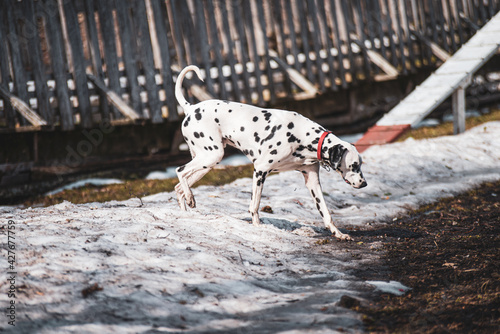 Dalmatian dog walking on remaining snow in spring