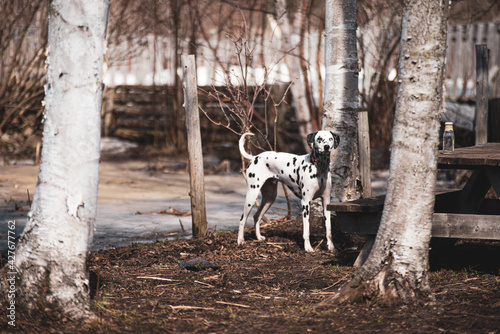 Cute dalmatian dog outside in spring in a park