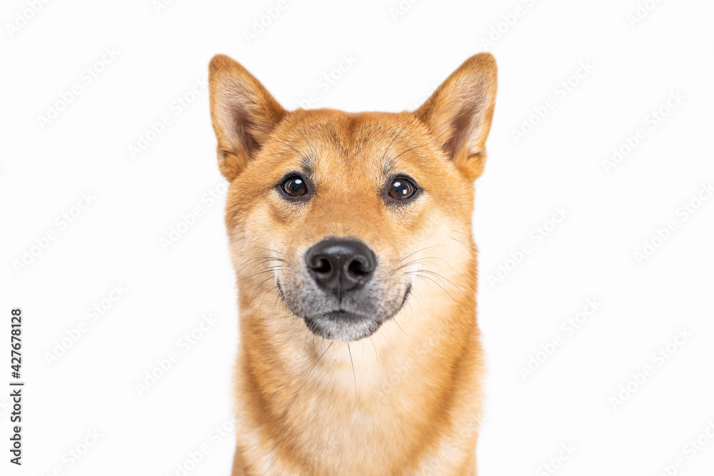 Dog Shiba Inu looking at camera and smiling close up portrait. Happy pet theme. White background. satisfied pet muzzle. Beautiful male pet friendly face looking with trust. Animal dog theme photo 